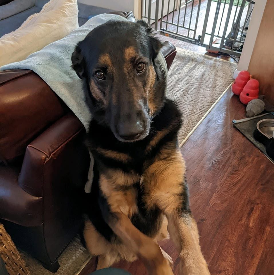 Chase, Cassie West's dog